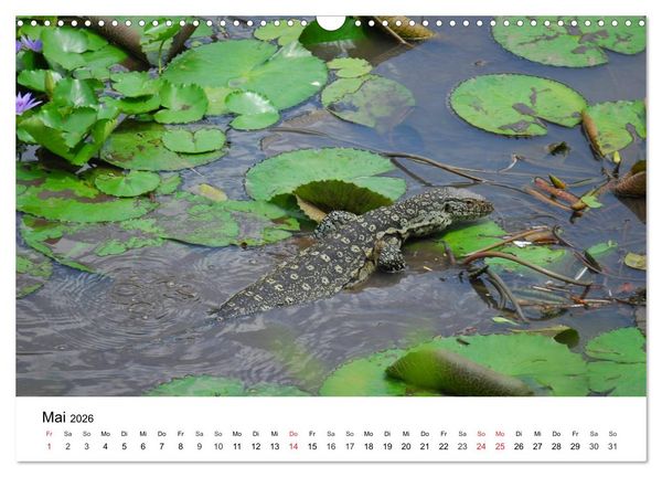 Produktbild: Faszination - Echsen (Wandkalender 2026 DIN A3 quer), CALVENDO Monatskalender