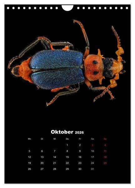 Produktbild: Schillernde Insektenwelt (Wandkalender 2026 DIN A4 hoch), CALVENDO Monatskalender