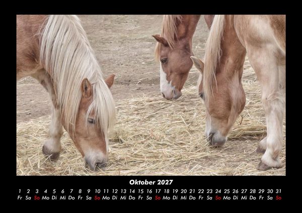 Produktbild: Pferde Kalender 2027 Fotokalender DIN A3