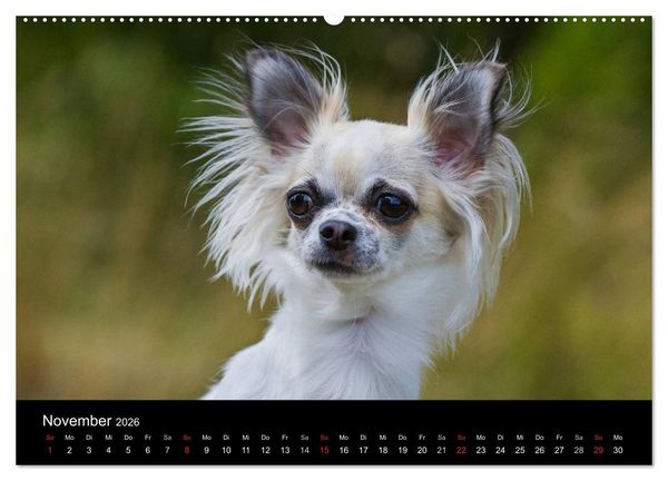 Produktbild: Chihuahua - Kleine Hunde ganz gro&szlig; (hochwertiger Premium Wandkalender 2026 DIN A2 quer), Kunstdruck in Hochglanz