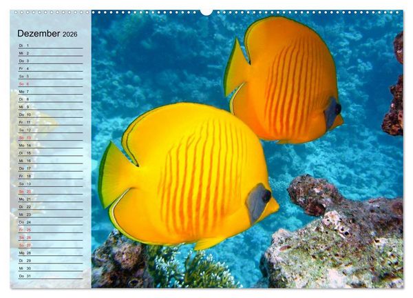 Produktbild: Paradiese im ewigen Blau. Die bunte Unterwasserwelt (Wandkalender 2026 DIN A2 quer), CALVENDO Monatskalender