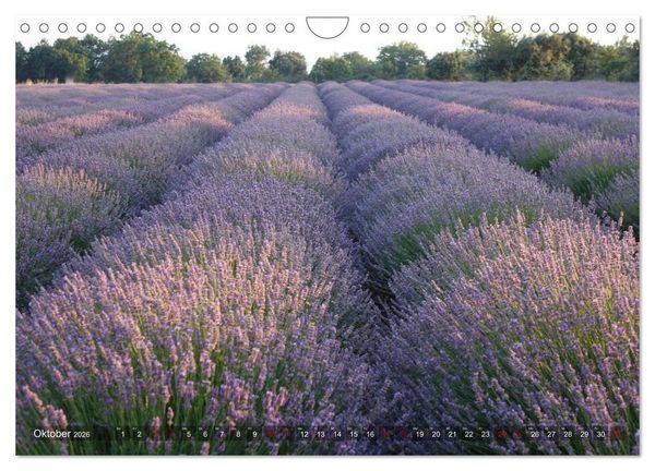 Produktbild: Lavendel. Der Duft der Provence (Wandkalender 2026 DIN A4 quer), CALVENDO Monatskalender