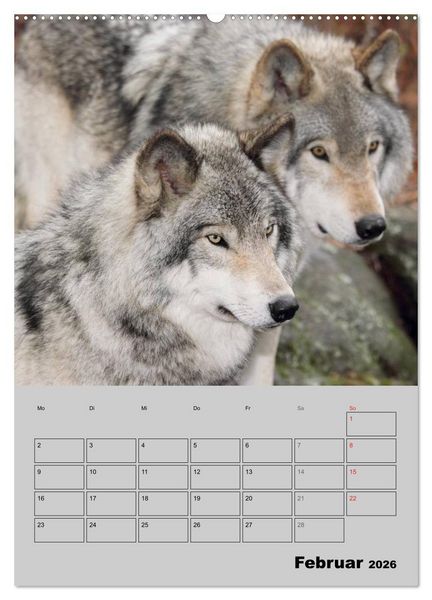 Produktbild: Wolf-Gesichter (Wandkalender 2026 DIN A2 hoch), CALVENDO Monatskalender
