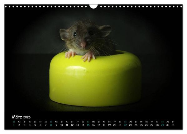 Produktbild: Fellnasen. Die bunte Welt der Farbratten. (Wandkalender 2026 DIN A3 quer), CALVENDO Monatskalender
