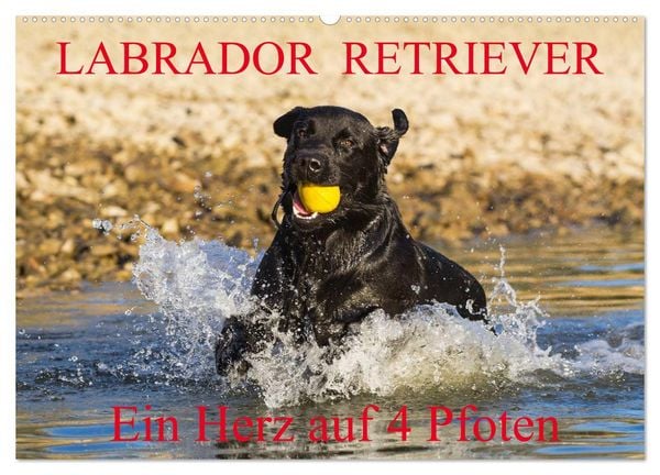 Labrador Retriever - ein Herz auf 4 Pfoten (Wandkalender 2026 DIN A2 quer), CALVENDO Monatskalender