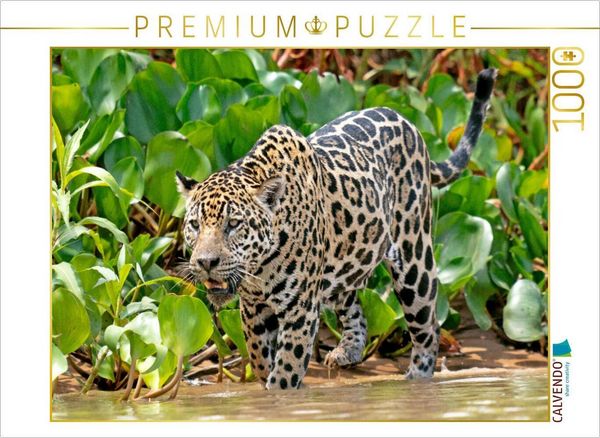 Produktbild: CALVENDO Puzzle Jaguar auf der Pirsch | 1000 Teile Lege-Gr&ouml;&szlig;e 64x48cm Foto-Puzzle f&uuml;r gl&uuml;ckliche Stunden