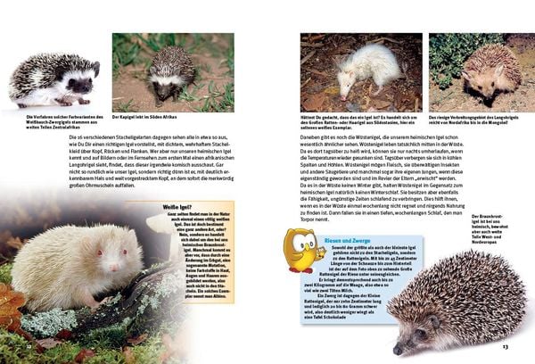 Produktbild: Entdecke die Igel