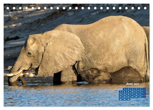 Produktbild: Afrikas Tierwelt: Elefantenbabys (Tischkalender 2027 DIN A5 quer), CALVENDO Monatskalender