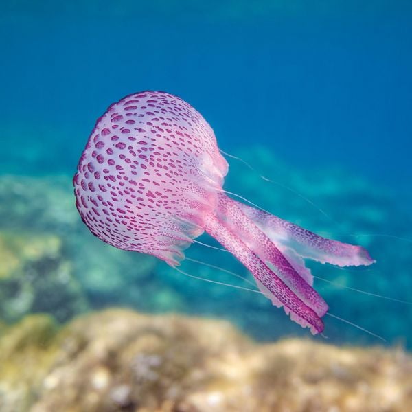 Produktbild: Meerestiere / Sea Creatures 2027