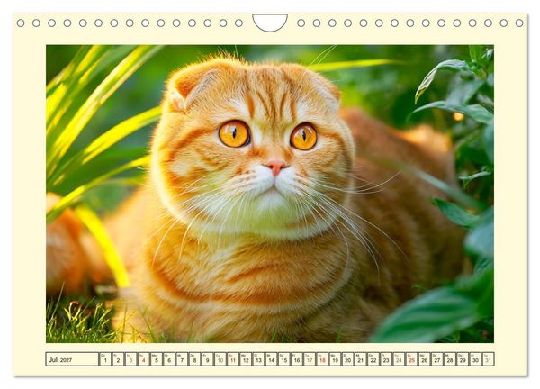 Produktbild: Sch&ouml;ne Katzen. Beliebte Samtpfoten im Garten (Wandkalender 2027 DIN A4 quer), CALVENDO Monatskalender