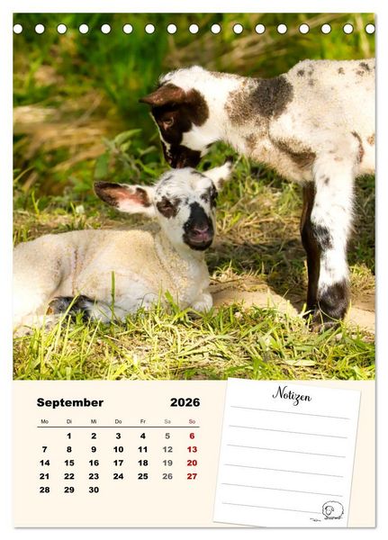 Produktbild: L&auml;mmergl&uuml;ck (Tischkalender 2026 DIN A5 hoch), CALVENDO Monatskalender