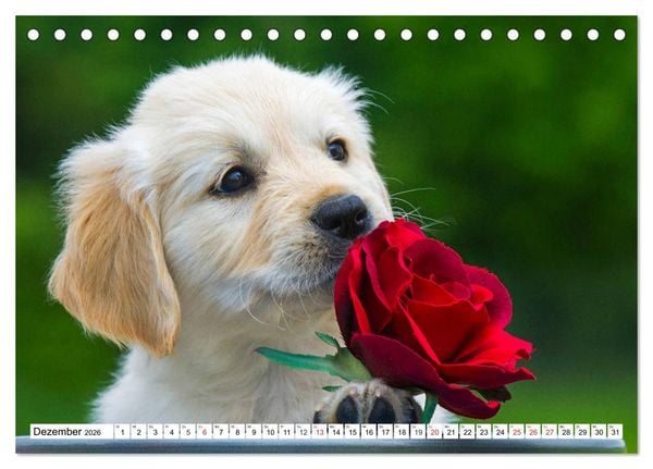 Produktbild: Goldige Herzensbrecher - Golden Retriever Welpen (Tischkalender 2026 DIN A5 quer), CALVENDO Monatskalender