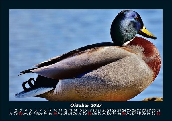 Produktbild: Enten 2027 Fotokalender DIN A5