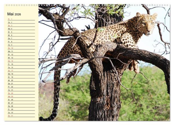 Produktbild: Afrika. Tiere in freier Wildbahn (hochwertiger Premium Wandkalender 2026 DIN A2 quer), Kunstdruck in Hochglanz