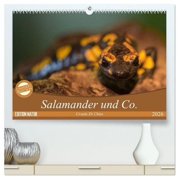 Produktbild: Salamander und Co. (hochwertiger Premium Wandkalender 2026 DIN A2 quer), Kunstdruck in Hochglanz