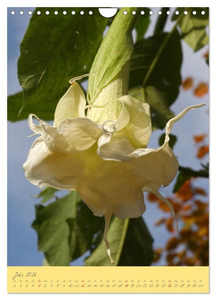 Produktbild: Brugmansia & Datura - Exotische Sch&ouml;nheiten (Wandkalender 2026 DIN A4 hoch), CALVENDO Monatskalender