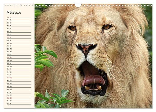 Produktbild: L&ouml;wen (Wandkalender 2026 DIN A3 quer), CALVENDO Monatskalender