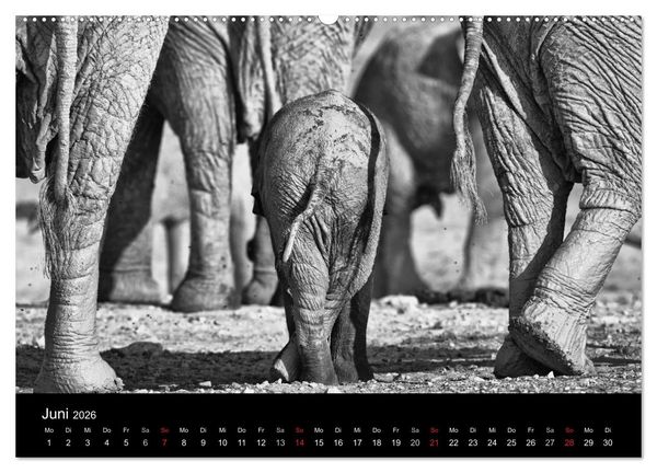 Produktbild: Elefanten Schwarz - Weiss (hochwertiger Premium Wandkalender 2026 DIN A2 quer), Kunstdruck in Hochglanz