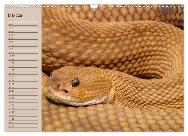 Produktbild: Giftschlangen (Wandkalender 2026 DIN A3 quer), CALVENDO Monatskalender