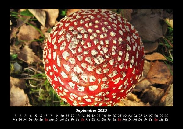 Produktbild: Pilzkalender 2025 Fotokalender DIN A3