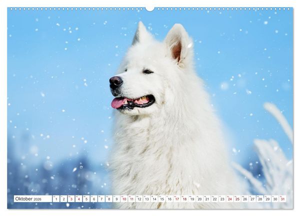 Produktbild: Der Samojede - Sch&ouml;nheit des Nordens (hochwertiger Premium Wandkalender 2026 DIN A2 quer), Kunstdruck in Hochglanz