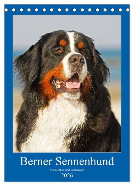 Berner Sennenhund - stark , schön und liebenswert (Tischkalender 2026 DIN A5 hoch), CALVENDO Monatskalender