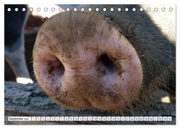 Produktbild: Von S&auml;uen die Schwein haben! (Tischkalender 2026 DIN A5 quer), CALVENDO Monatskalender