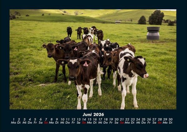 Produktbild: Kuhkalender 2026 Fotokalender DIN A4