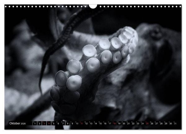 Produktbild: Meerestiere Bilder in Schwarz Weiss (Wandkalender 2026 DIN A3 quer), CALVENDO Monatskalender