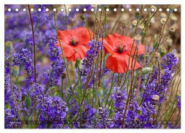 Produktbild: Lavendel. Der Duft der Provence (Tischkalender 2026 DIN A5 quer), CALVENDO Monatskalender