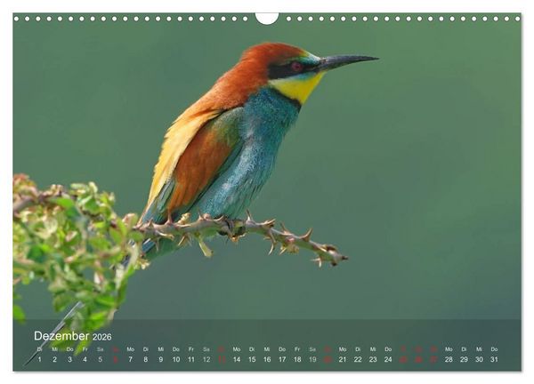 Produktbild: Europ&auml;ische Bienenfresser (Wandkalender 2026 DIN A3 quer), CALVENDO Monatskalender