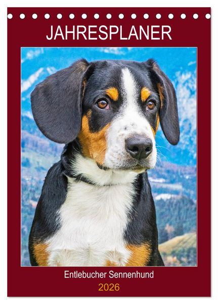 Produktbild: Jahresplaner Entlebucher Sennenhund (Tischkalender 2026 DIN A5 hoch), CALVENDO Monatskalender