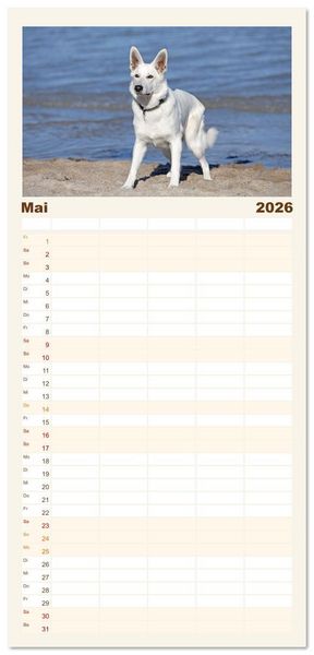 Produktbild: Familienplaner 2026 - Berger Blanc Suisse - Weggef&auml;hrten auf 4 Pfoten mit 5 Spalten (Wandkalender, 21 x 45 cm) CALVENDO