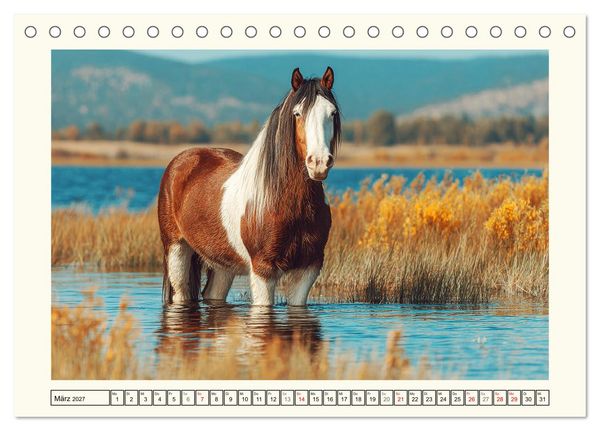 Produktbild: Irish Tinker Liebe. Der robuste Charme der Gypsy Cobs (Tischkalender 2027 DIN A5 quer), CALVENDO Monatskalender
