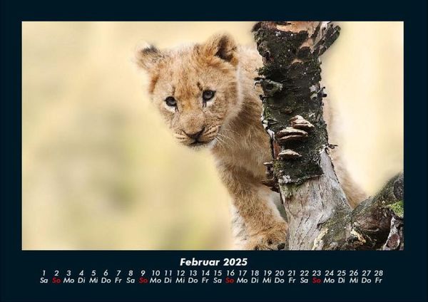Produktbild: L&ouml;wen in der Wildnis 2025 Fotokalender DIN A4