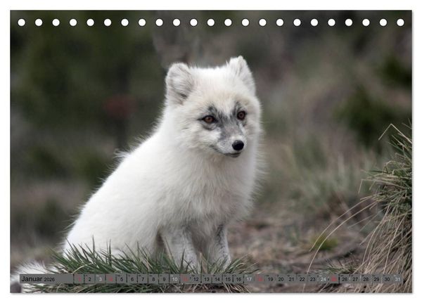 Produktbild: Wildtiere Nordamerikas (Tischkalender 2026 DIN A5 quer), CALVENDO Monatskalender