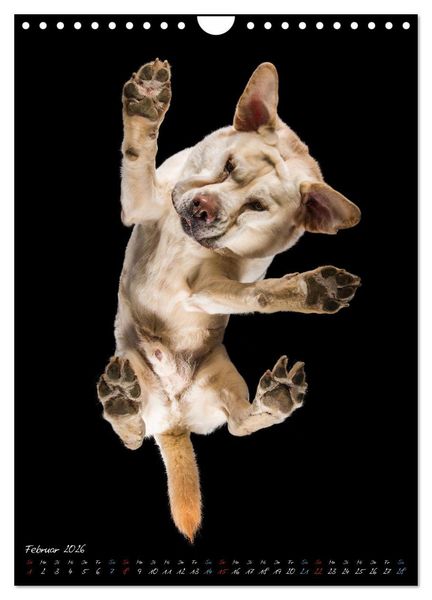 Produktbild: Down Under - Hunde auf der Glasplatte (Wandkalender 2026 DIN A4 hoch), CALVENDO Monatskalender