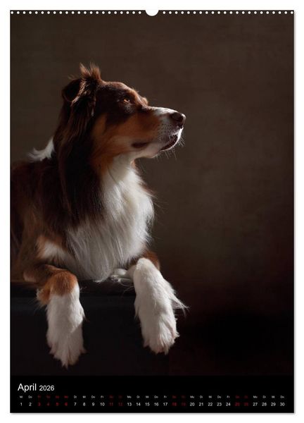 Produktbild: Geliebte Aussies - Australian Shepherds im Portrait (hochwertiger Premium Wandkalender 2026 DIN A2 hoch), Kunstdruck in Hochglanz
