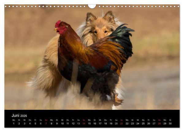 Produktbild: Ziva und ihre Freunde (Wandkalender 2026 DIN A3 quer), CALVENDO Monatskalender