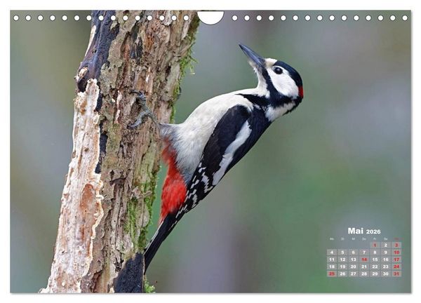 Produktbild: Echte Spechte (Wandkalender 2026 DIN A4 quer), CALVENDO Monatskalender