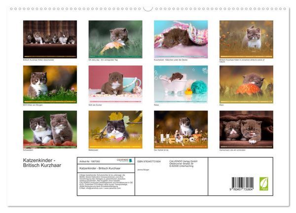 Produktbild: Katzenkinder - Britisch Kurzhaar (hochwertiger Premium Wandkalender 2026 DIN A2 quer), Kunstdruck in Hochglanz