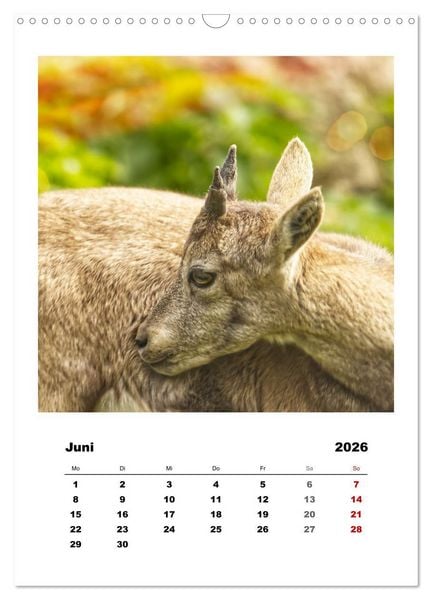 Produktbild: Alpen-Steinb&ouml;cke, imposante Horntr&auml;ger (Wandkalender 2026 DIN A3 hoch), CALVENDO Monatskalender