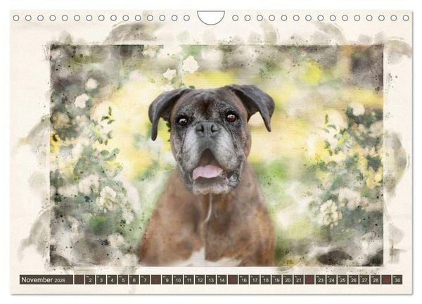 Produktbild: Boxer Photo&Kunst (Wandkalender 2026 DIN A4 quer), CALVENDO Monatskalender