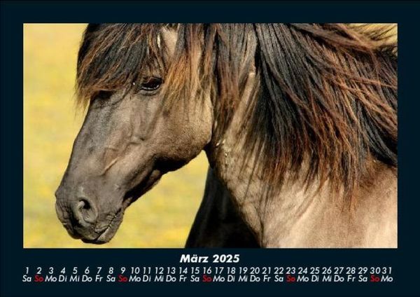 Produktbild: Die Welt der Pferde 2025 Fotokalender DIN A5