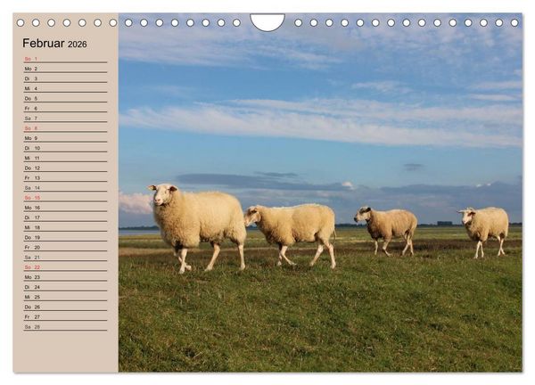 Produktbild: Schafe z&auml;hlen leicht gemacht! (Wandkalender 2026 DIN A4 quer), CALVENDO Monatskalender