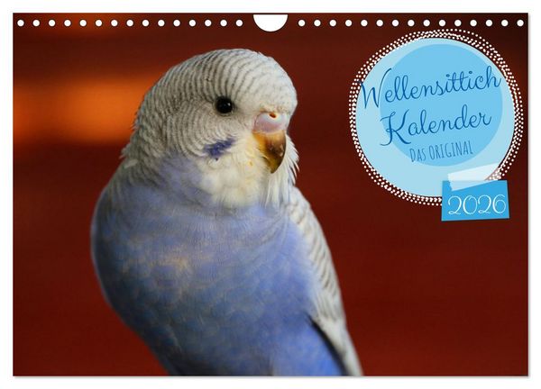 Produktbild: Wellensittichkalender! - Das Original (Wandkalender 2026 DIN A4 quer), CALVENDO Monatskalender