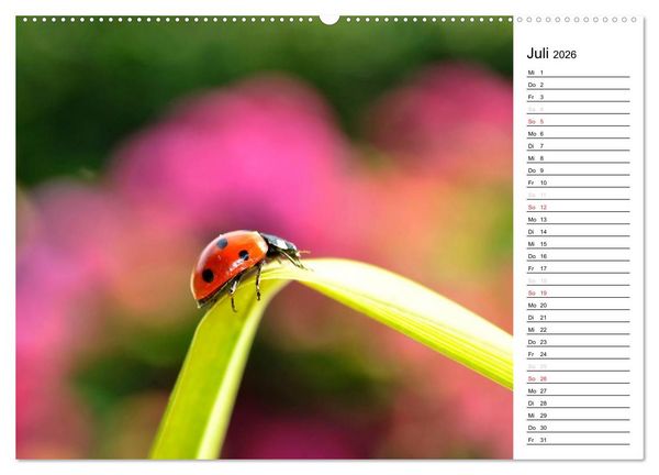 Produktbild: Marienk&auml;fer 2026 (Wandkalender 2026 DIN A2 quer), CALVENDO Monatskalender