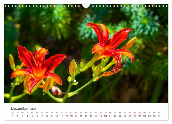 Produktbild: Die magische Welt der Blumen (Wandkalender 2026 DIN A3 quer), CALVENDO Monatskalender