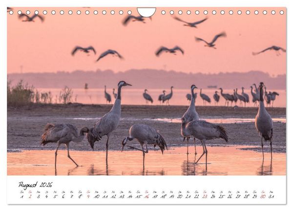 Produktbild: Kraniche am Schlafplatz - im Naturparadies der Mecklenburgischen Seenplatte (Wandkalender 2026 DIN A4 quer), CALVENDO Monatskalender