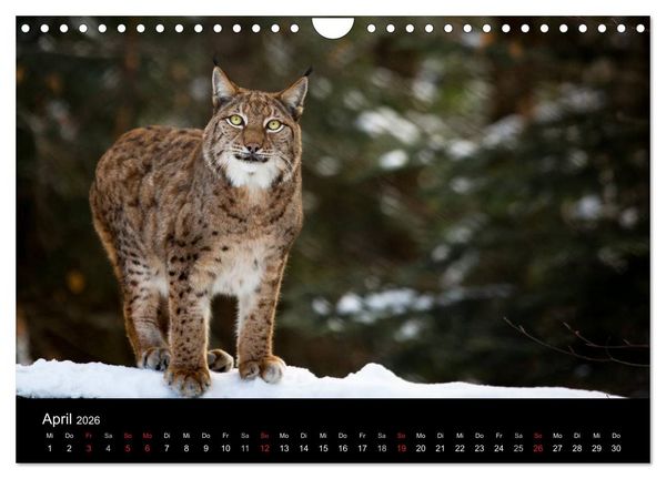Produktbild: Luchse - Europas gr&ouml;&szlig;te Katzen (Wandkalender 2026 DIN A4 quer), CALVENDO Monatskalender